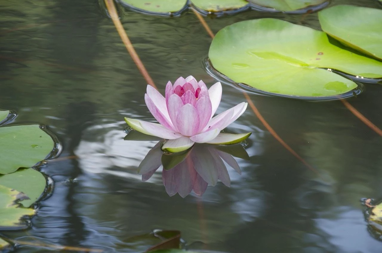 ПРАКТИКУМ „АЛХИМИЯ НА ПОДМЛАДЯВАНЕТО“